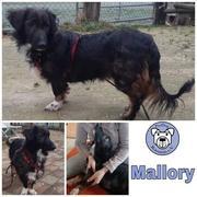 Mallory in 34474 Diemelstadt - reserviert