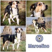 Marcelino in 86668 Karlshuld  reserviert