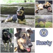 Rusty in 09669 Frankenberg (Sachsen)  reserviert