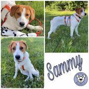 Sammy in 25451 Quickborn, Kr Pinneberg *reserviert*