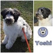 YOSHI ( Jacob ) in 90762