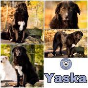 Yaska in 21521 Dassendorf  ---> Gnadenplatzhund