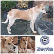 Zenta in 52146 Würselen reserviert