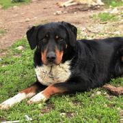 BRUNKO (Bruno) - RBB 26.08.2019