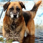 ARTOS - Pflegestelle gesucht, Rettungspate vorhanden - ca. 60cm - sehr zutraulich - seit Oktober 2018 im Tierheim