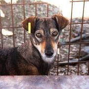 BRENDY - Pflegestelle gesucht, Rettungspate vorhanden - seit Oktober 2018 im Tierheim