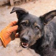 COSIMA - Pflegestelle gesucht, halbe Rettungspatenschaft gesucht, halbe Rettungspatenschaft vorhanden - seit März 2019 im Tierheim