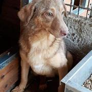 COPPER - Pflegestelle gesucht, Rettungspate vorhanden - über 3 Jahre im Tierheim