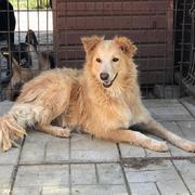 LASKA - Pflegestelle gesucht, Rettungspate vorhanden - seit Mai 2018 im Tierheim