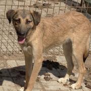 OLEX - Pflegestelle gesucht, Rettungspate vorhanden