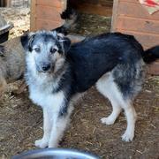 SABRINA - Pflegestelle gesucht, Rettungspate vorhanden - ca. 45 cm