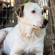 SANSA - Pflegestelle gesucht, Rettungspate vorhanden - nur mit Pflegestellen-Sonderregelung! - seit Oktober 2016 im Tierheim