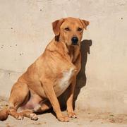 Spike - Pflegestelle gesucht, Rettungspate vorhanden - seit Oktober 2016 im Tierheim