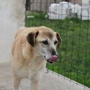 DORIS - reserviert Hamburger Tierschutzverein