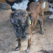 TRUDY - reserviert second chance dogs Anna