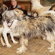 MALCOLM  - reserviert Menschen für Tiere Landau (GC)