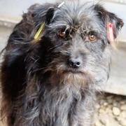 RUBY  - reserviert SchnauzerNothilfe (GC)