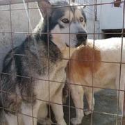 ARONA - Husky/Malamute ***reserv. PS SE***