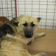 LORANA - reserviert 4Animals