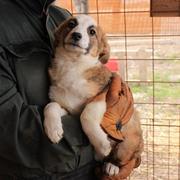 CHEYENNE - reserviert Hundescheune Fläming