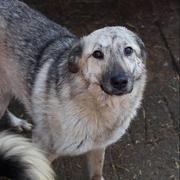 STORMY - ca. 50-55cm - über 3 Jahre im Tierheim reserviert NadineH