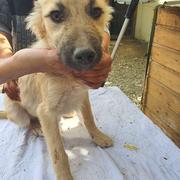 CELINO - reserviert Second Chance Dogs