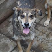 LORENZO (MAXIM) - - reserviert Tiere brauchen Freunde