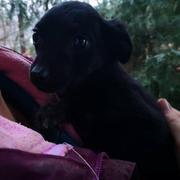CHIQUITA (MOLLY) - reserviert Silke