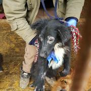 DORA - reserviert Menschen für Tiere Landau (GC)