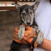 ZOBRA - reserviert Menschen für Tiere Landau (GC)