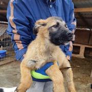 RHINO - reserviert Hundescheune Fläming