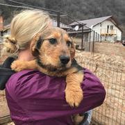 DANS reserviert Tierheim Koblenz