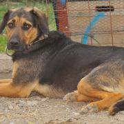 ROCKY - ein traumhafter Kumpel - reserviert!