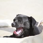 PAULI- reserviert Hundehilfe Salzgitter