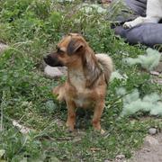 COCO - reserviert Hundehilfe Salzgitter