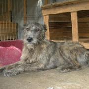 GANDALF - reserviert Tierheim Koblenz