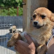 NANCY - reserviert Hundehilfe Salzgitter