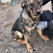 MAYRA - reserviert Tierheim Koblenz