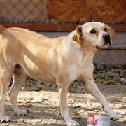 TESSI - 40/45 - Beagle-Mix - reserviert ProVitaAnimale