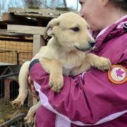 FELLOW - reserviert Tierhilfe Lebenswert e.V. (MP)