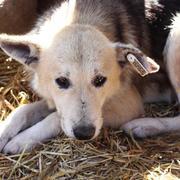 TRAVIS - reserviert Tierhilfe Lebenswert e.V. (MP)