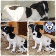 AISHA* - reserviert Tierheim Andernach