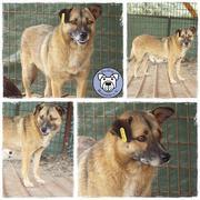 FYNNJA* - reserviert Tierheim Tuttlingen