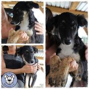 EBONY - reserviert Tierheim Andernach
