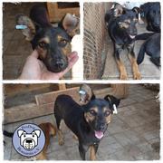 ANTON* - reserviert Hamburger Tierschutzverein