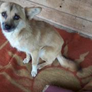 BUDDY - reserviert Hamburger Tierschutzverein