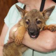 AMIKA - reserviert Tierheim Lingen