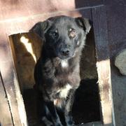 ALILIS - reserviert Tierhilfe Lebenswert e.V. (MP)