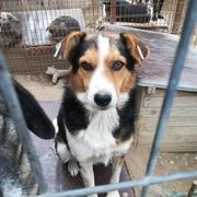 BAIHU - reserviert 4Animals