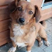 BETSY  - reserviert 4Animals